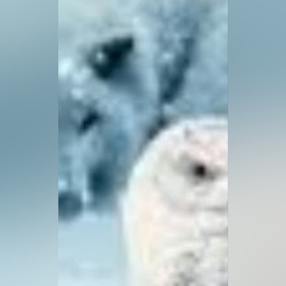 Meet your Posher, Doris - Picture 9 of 16